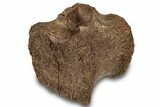 Hadrosaur (Edmontosaurus) Caudal Vertebra - Wyoming #301790-1